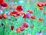 Wallpaper Landscapes - Wallpaper Paysages