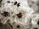 Wallpaper Landscapes - Wallpaper Paysages