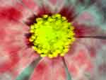 Wallpaper Syd's creations - Wallpaper Cr�ations de SYD